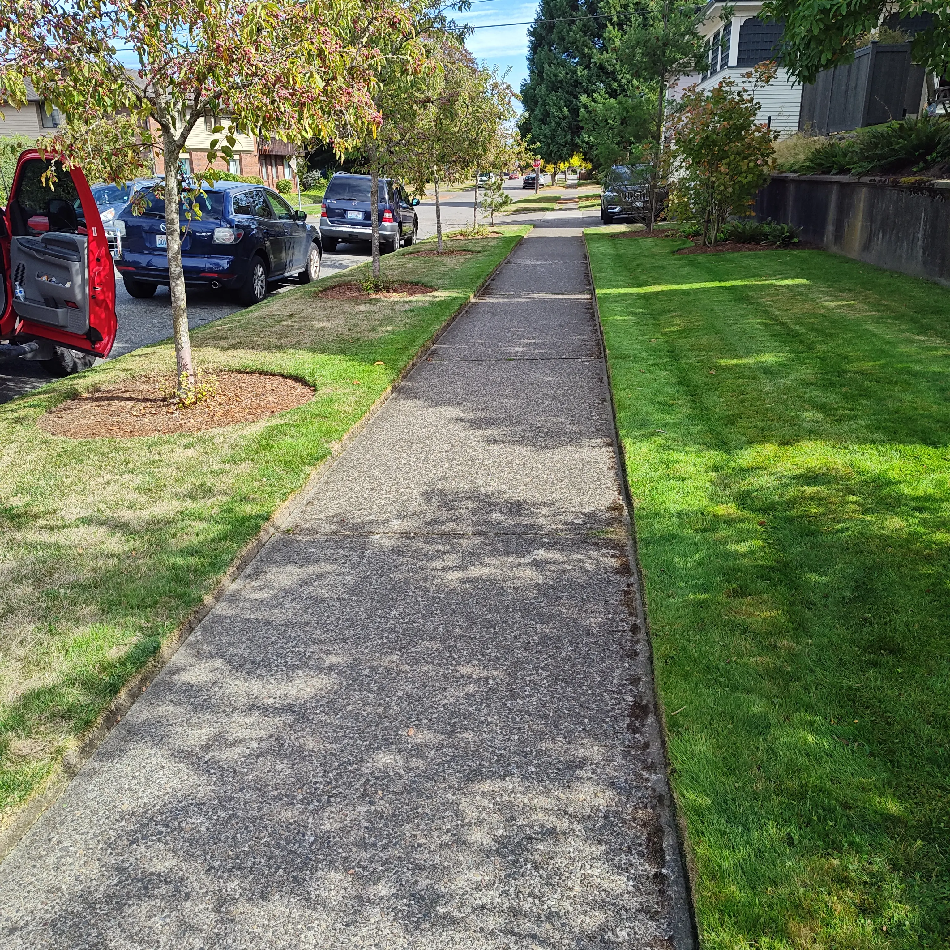 Residential sidewalk with freshly maintained lawn on both sides, young trees planted in grass, clean concrete pathway along street.